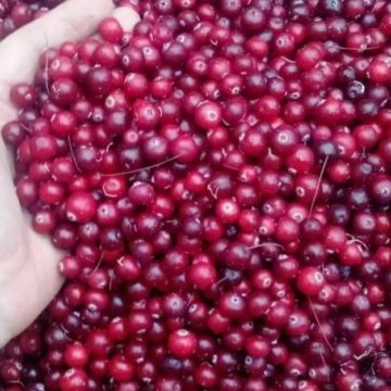 Клюква ягоды карелии. Закупаем клюкву велиж. Клюква замороженная фото. Продам клюкву объявление текс. 20 литров клюквы.