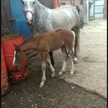 Купить Лошадь В Татарстане На Авито