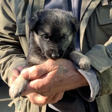 Купить Восточно Европейскую Овчарку В Иркутске