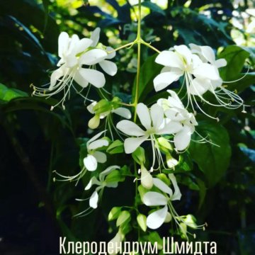 Clerodendrum Schmidt