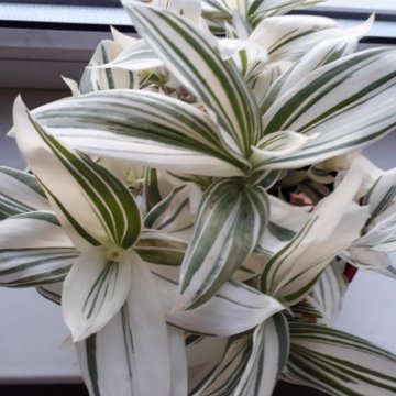 Белая традесканция