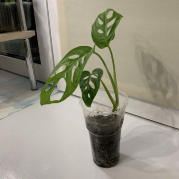 Монстера Манки