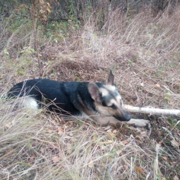 Купить Щенка В Тюмени Недорого Овчарки