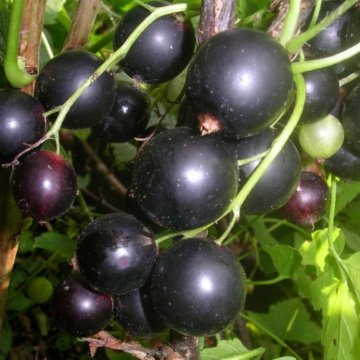 Черная смородина Дачница