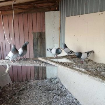 Голуби оренбурга бойные. Голубей в оренбурге. Голуби такла. Голуби алтайского края. Оренбургская порода голубей.