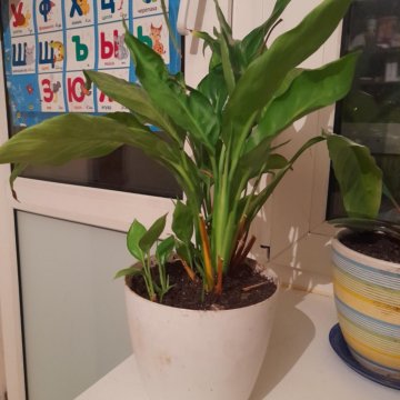 Спатифиллум