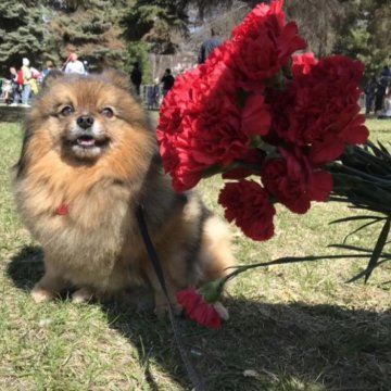 Авито Тула Купить Щенка Шпица В Туле