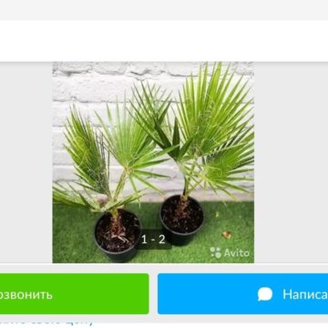 Семена Пальма Вашингтония