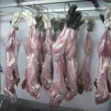Куплю мясо живой вес. Кролики мясные на продажу живым весом. Мясо венгерской монгалицы.