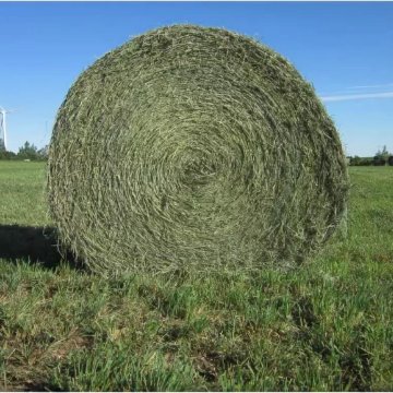 Деньги феонистон 500 сена. Сено в рулонах разнотравье. Сено рулоны тюки. Сено в рулонах. Люцерна сено.