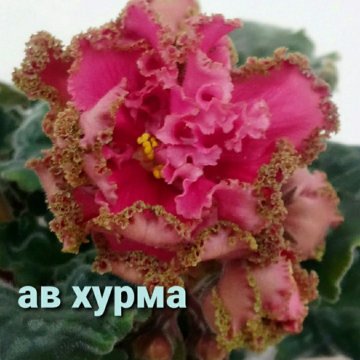 Ав Хурма Фиалка Фото Ав Хурма Фиалка Фото