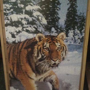Тигр в рамке картина