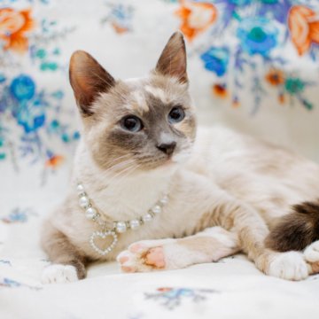 Тайская Кошка Купить