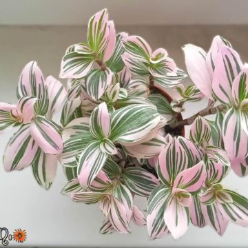 Традесканция 