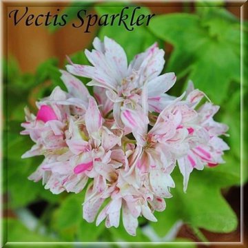 Vectis sparkler пеларгония фото и описание