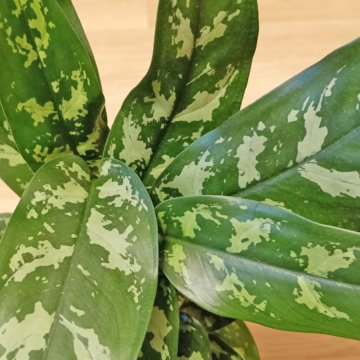 Aglaonema Maria Christina