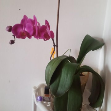 Орхидея фоленпсис