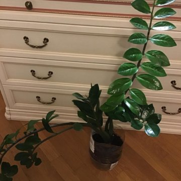 Замиакулькус