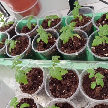 Купить Рассаду На Авито Череповец