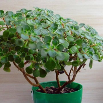 Аихризон, драцена, декабристы