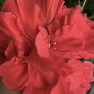 Роза в горшке