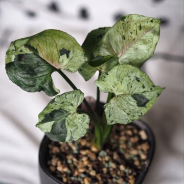 Сингониум серый призрак