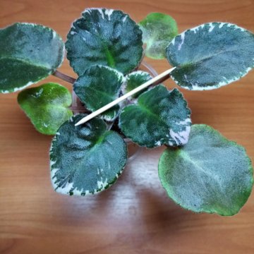 Излишки деток