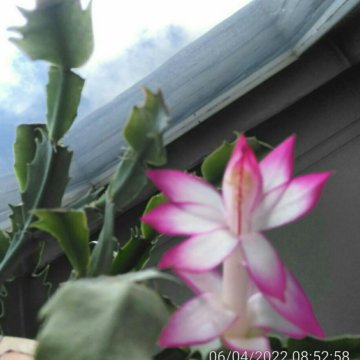 Декабрист. Цветок белый с розовой окантовкой