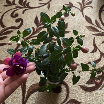 Фуксия Махровая