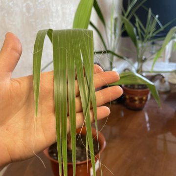 Веерная пальма вашингтония.