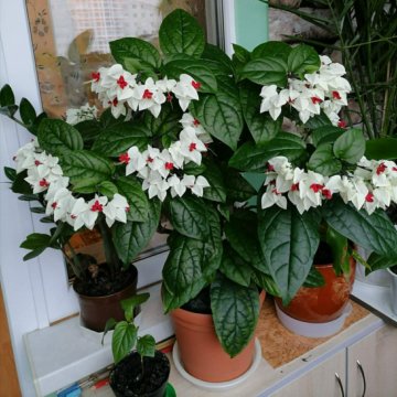 Clerodendrum paní Thompsonová