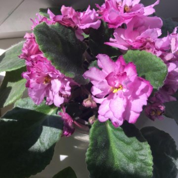 Фиалки(листы и детки)