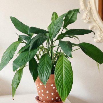 Спатифиллум Алана