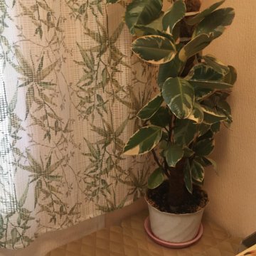 Фикус каучуконосный 100 см