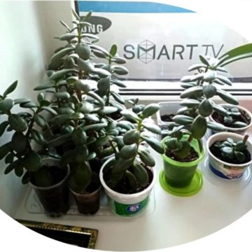 Денежное дерево