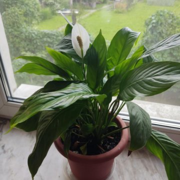 Спатифиллум