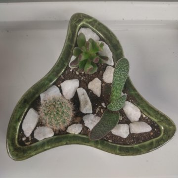 Композиция из суккулентов