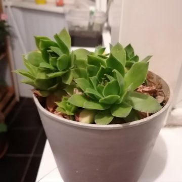 Суккулент(каменная роза)