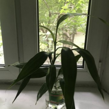 Отросток спатифиллум эухарис