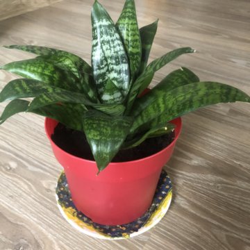 Сансиверия низкорослая