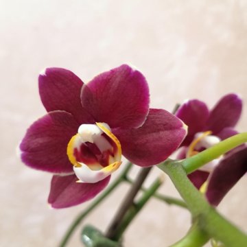 Орхидея фаленопсис Sunrise Red peoker