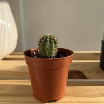 Кактус Эхинопсис