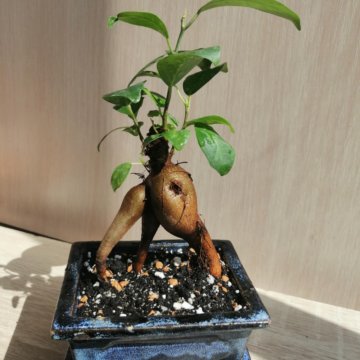 Фикус Микрокарпа лоу