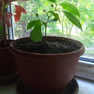 Домашние растения. Миртовое дерево