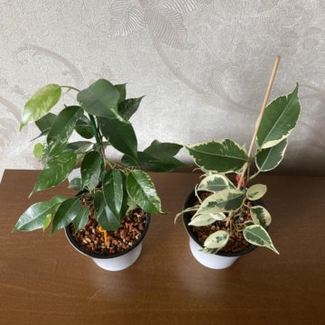 Фикус Бенджамина