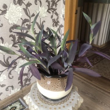 Сеткреазия пурпурная