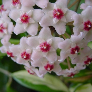 Хойя карноза