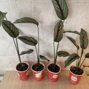 Калатеи сортовые, монстеры,филодендрон