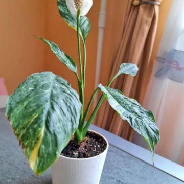 Спатифиллум Домино и Джемини