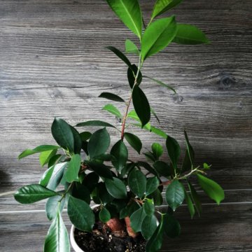 Фикус микрокарпа